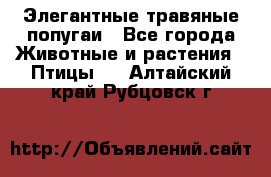 Элегантные травяные попугаи - Все города Животные и растения » Птицы   . Алтайский край,Рубцовск г.